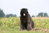 BOUVIER DES FLANDRES 388